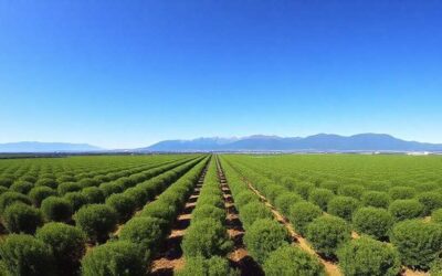 Nueces Neuquén: Un Tesoro Nutricional y Local en Argentina
