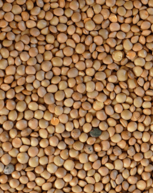 LENTEJAS 5 KG - NEUFOOD